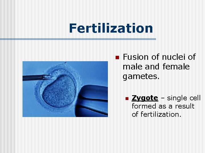 Fertilization n Fusion of nuclei of male and female gametes. n Zygote – single