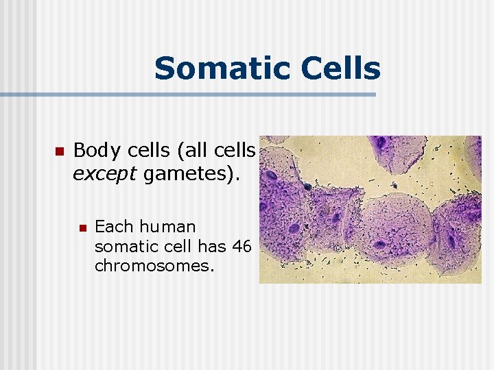Somatic Cells n Body cells (all cells except gametes). n Each human somatic cell