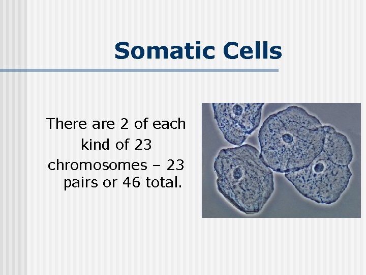 Somatic Cells There are 2 of each kind of 23 chromosomes – 23 pairs