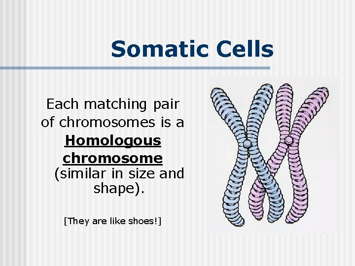 Somatic Cells Each matching pair of chromosomes is a Homologous chromosome (similar in size