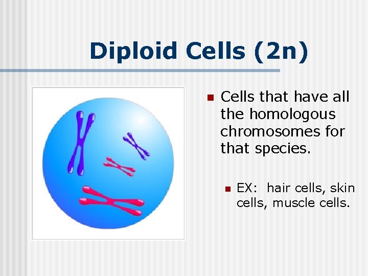 Diploid Cells (2 n) n Cells that have all the homologous chromosomes for that