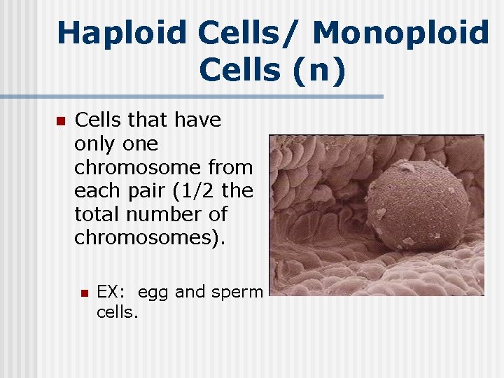 Haploid Cells/ Monoploid Cells (n) n Cells that have only one chromosome from each