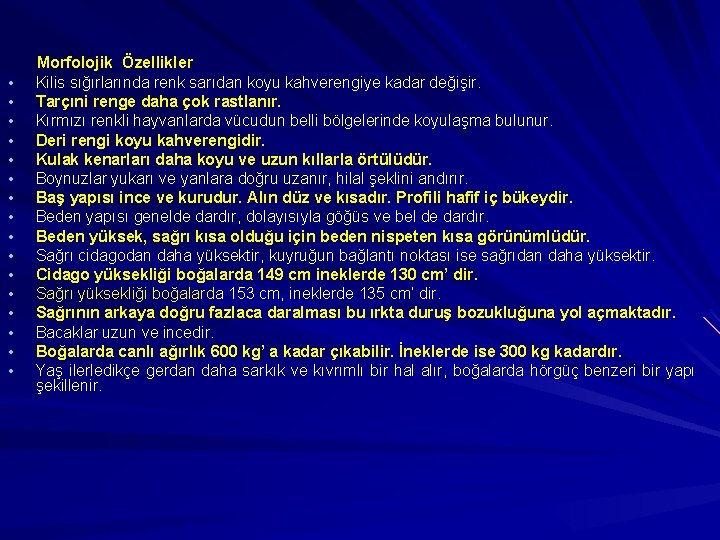  • • • • Morfolojik Özellikler Kilis sığırlarında renk sarıdan koyu kahverengiye kadar