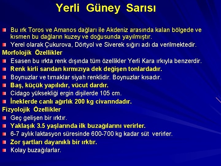 Yerli Güney Sarısı Bu ırk Toros ve Amanos dağları ile Akdeniz arasında kalan bölgede