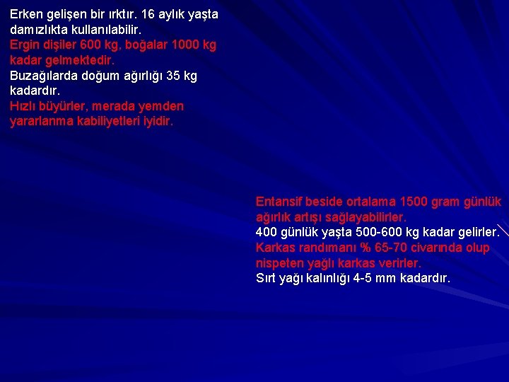 Erken gelişen bir ırktır. 16 aylık yaşta damızlıkta kullanılabilir. Ergin dişiler 600 kg, boğalar