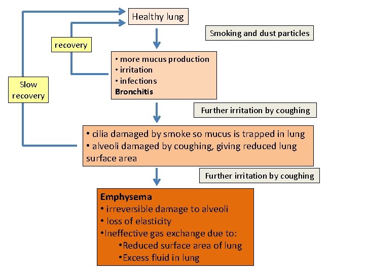 Healthy lung Smoking and dust particles recovery Slow recovery • more mucus production •