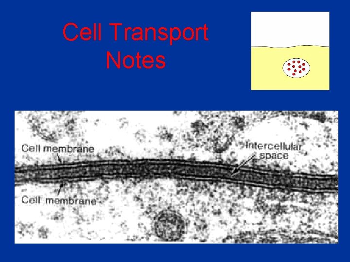 Cell Transport Notes 