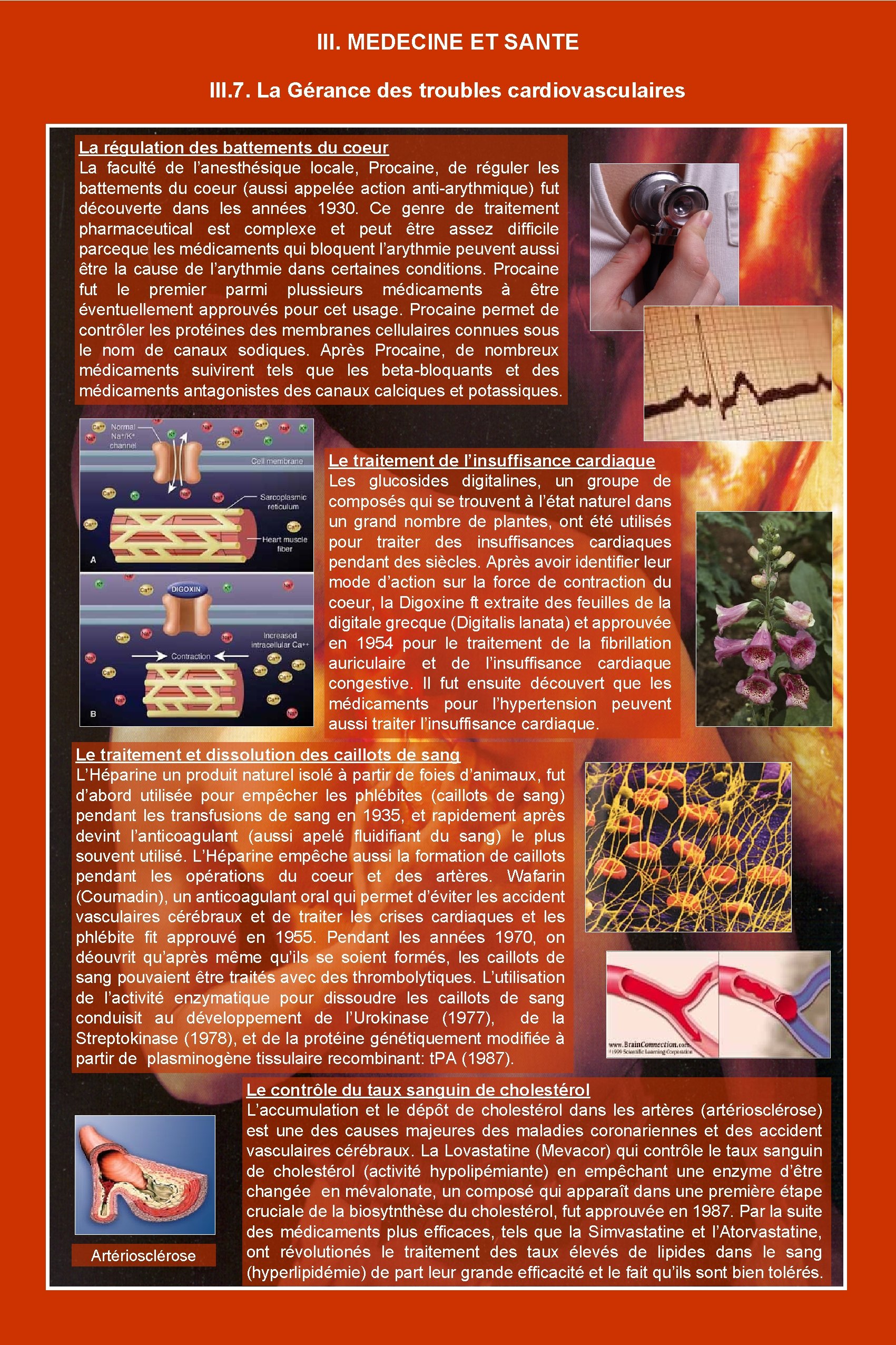 III. MEDECINE ET SANTE III. 7. La Gérance des troubles cardiovasculaires La régulation des