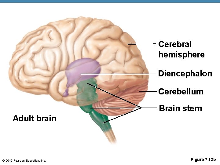 Cerebral hemisphere Diencephalon Cerebellum Brain stem Adult brain © 2012 Pearson Education, Inc. Figure