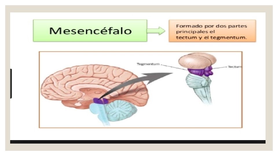 CEREBRO MEDIO Y SUS PARTES DUARTE DUEAS MARINA