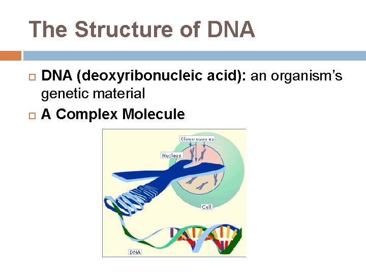 The Structure of DNA (deoxyribonucleic acid): an organism’s genetic material A Complex Molecule 