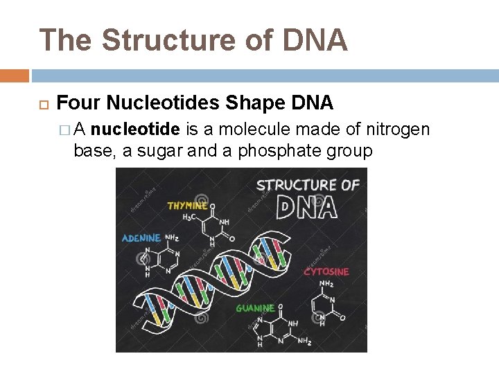 The Structure of DNA Four Nucleotides Shape DNA �A nucleotide is a molecule made