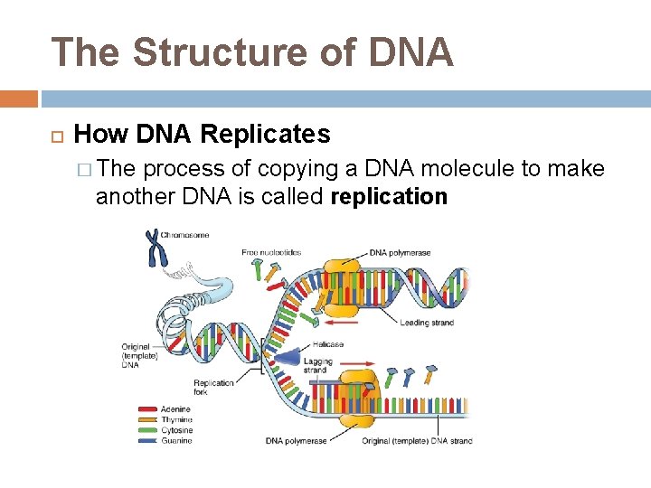 The Structure of DNA How DNA Replicates � The process of copying a DNA
