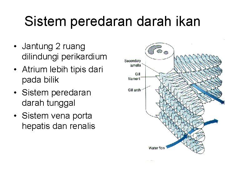 Sistem peredaran darah ikan • Jantung 2 ruang dilindungi perikardium • Atrium lebih tipis