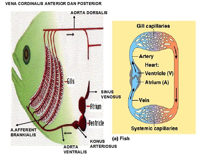 VENA CORDINALIS ANTERIOR DAN POSTERIOR AORTA DORSALIS SINUS VENOSUS A. AFFERENT BRANKIALIS AORTA VENTRALIS