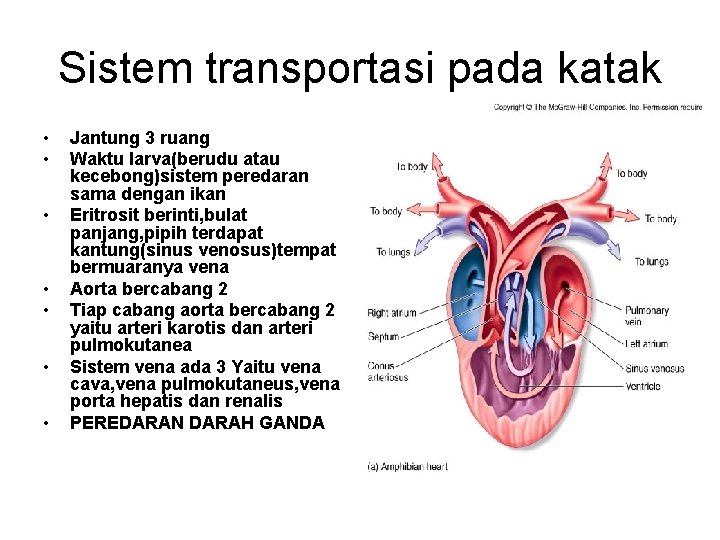 Sistem transportasi pada katak • • Jantung 3 ruang Waktu larva(berudu atau kecebong)sistem peredaran