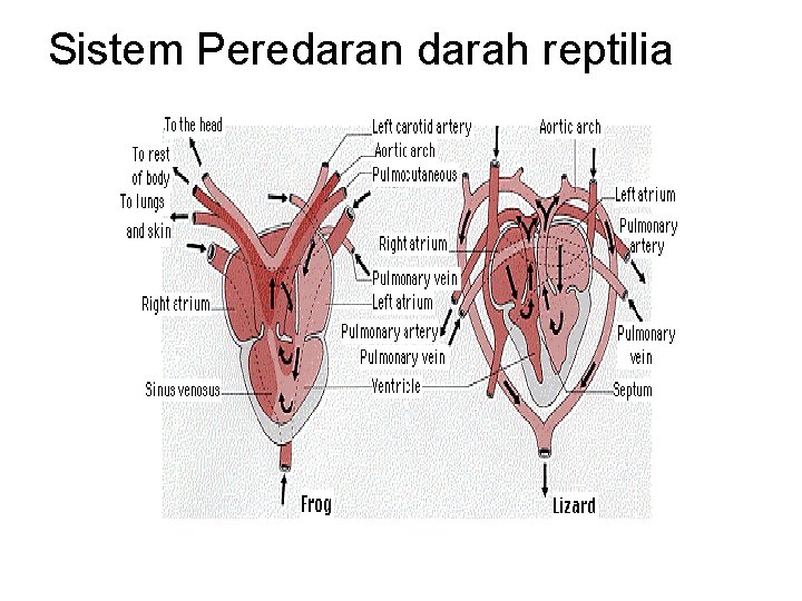 Sistem Peredaran darah reptilia 