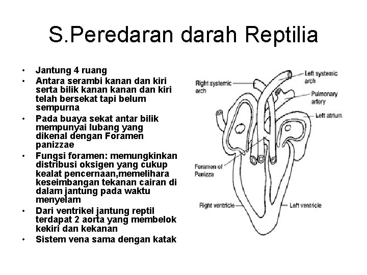 S. Peredaran darah Reptilia • • • Jantung 4 ruang Antara serambi kanan dan