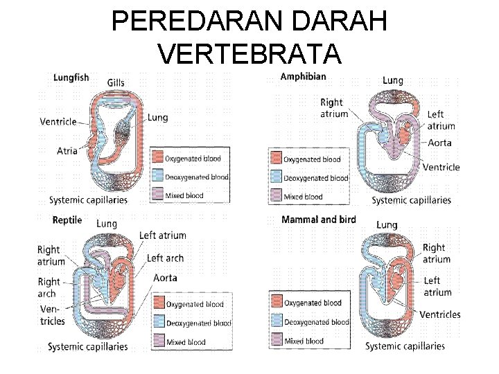 PEREDARAN DARAH VERTEBRATA 