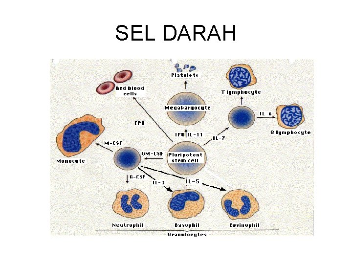 SEL DARAH 