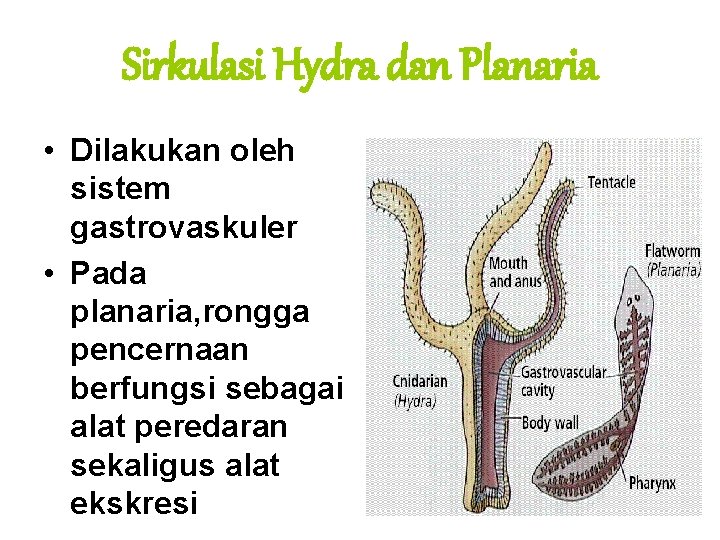 Sirkulasi Hydra dan Planaria • Dilakukan oleh sistem gastrovaskuler • Pada planaria, rongga pencernaan