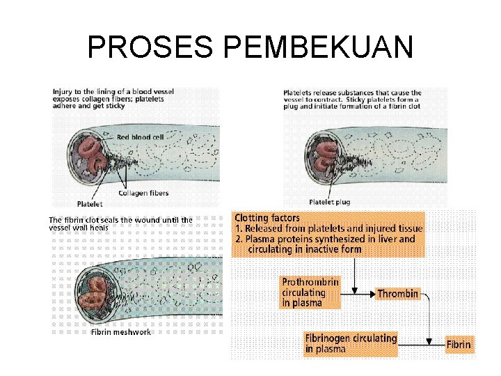 PROSES PEMBEKUAN 