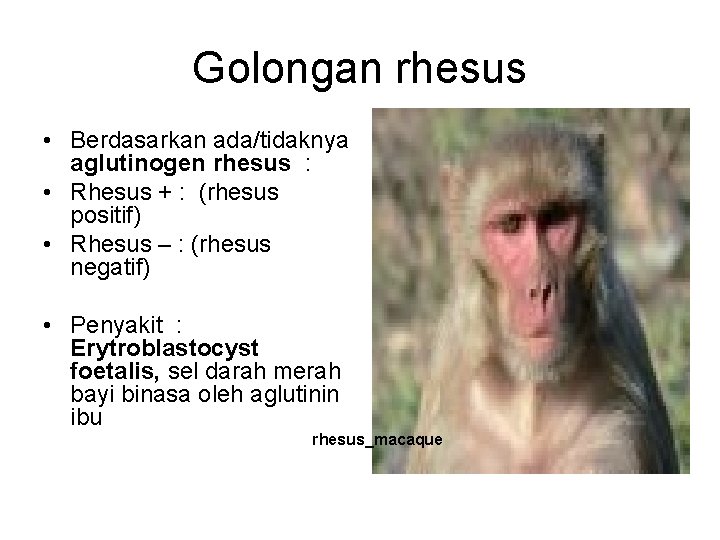 Golongan rhesus • Berdasarkan ada/tidaknya aglutinogen rhesus : • Rhesus + : (rhesus positif)