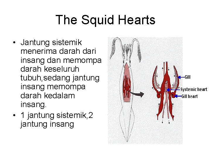 The Squid Hearts • Jantung sistemik menerima darah dari insang dan memompa darah keseluruh