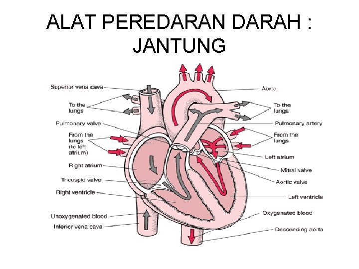 ALAT PEREDARAN DARAH : JANTUNG 