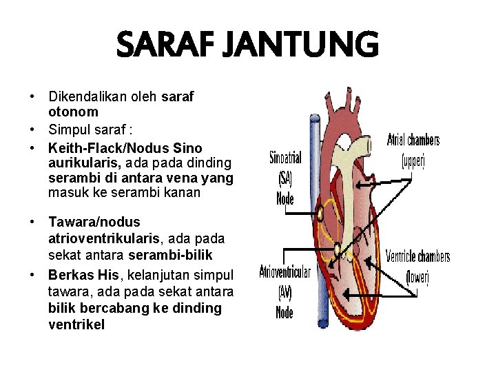 SARAF JANTUNG • Dikendalikan oleh saraf otonom • Simpul saraf : • Keith-Flack/Nodus Sino