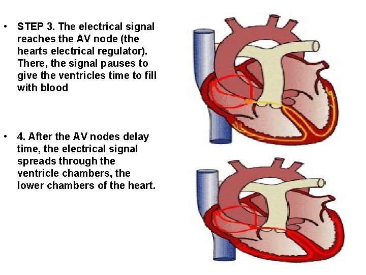  • STEP 3. The electrical signal reaches the AV node (the hearts electrical