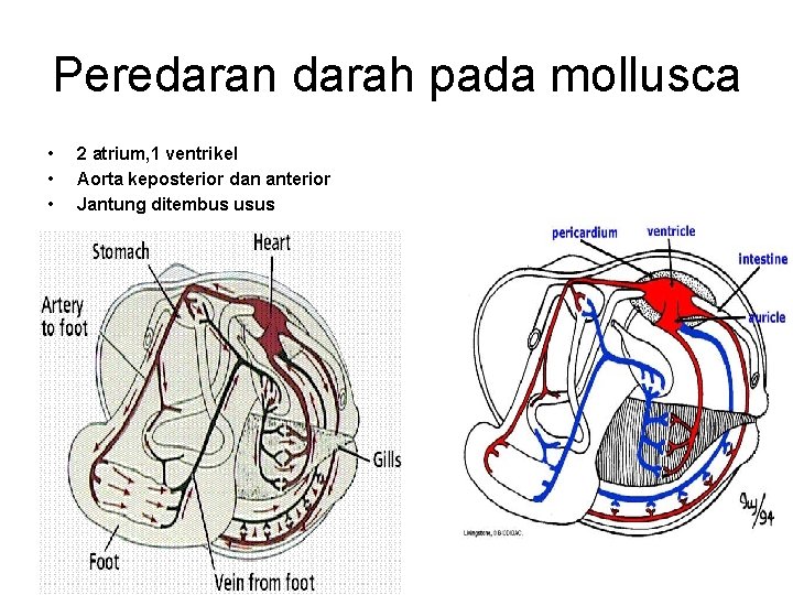 Peredaran darah pada mollusca • • • 2 atrium, 1 ventrikel Aorta keposterior dan