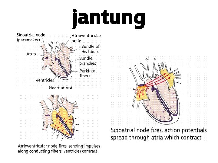 jantung 