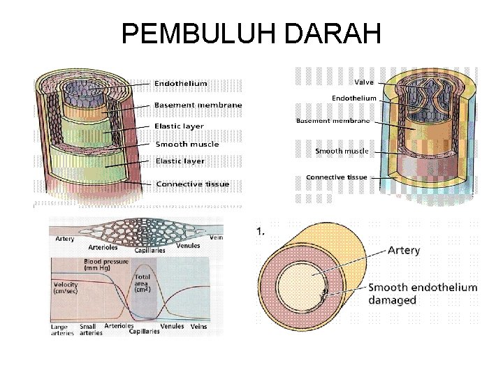 PEMBULUH DARAH 