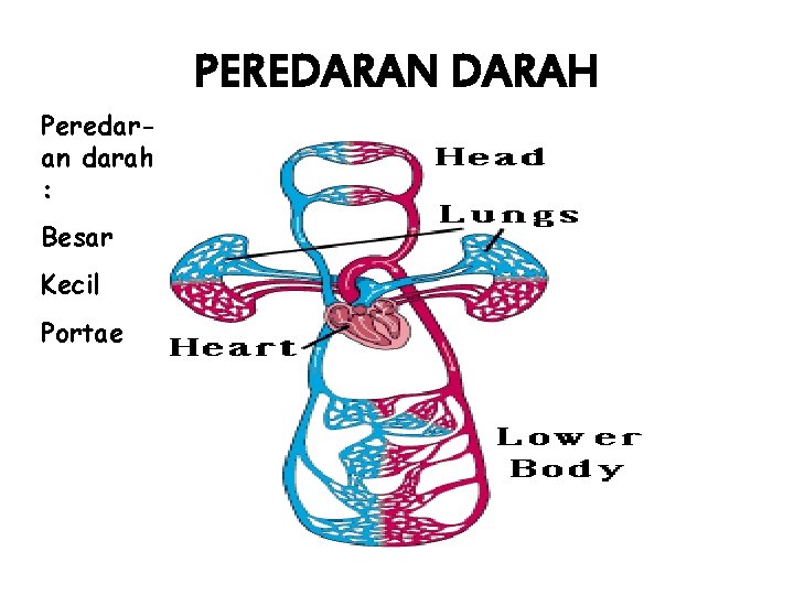 PEREDARAN DARAH Peredaran darah : Besar Kecil Portae 