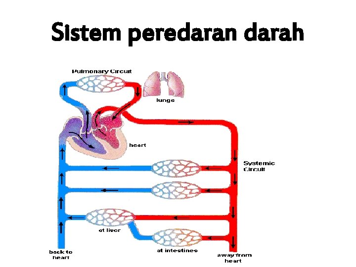 Sistem peredaran darah 