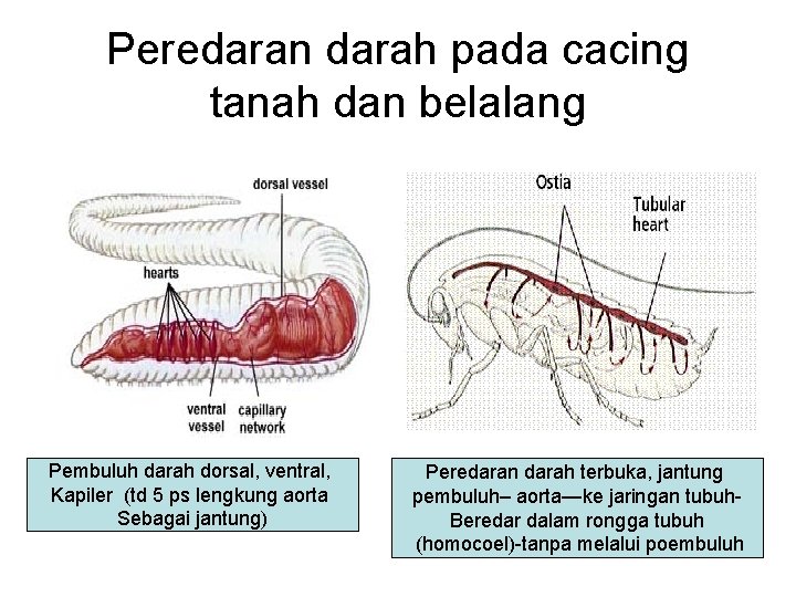 Peredaran darah pada cacing tanah dan belalang Pembuluh darah dorsal, ventral, Kapiler (td 5