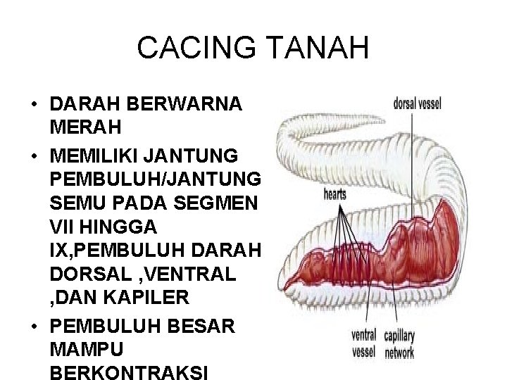 CACING TANAH • DARAH BERWARNA MERAH • MEMILIKI JANTUNG PEMBULUH/JANTUNG SEMU PADA SEGMEN VII