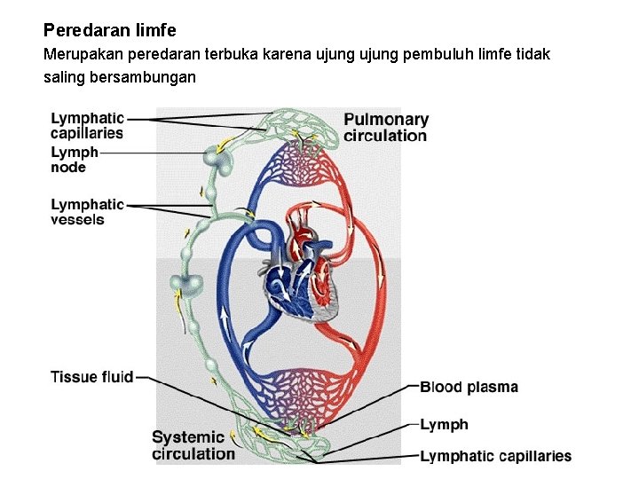 Peredaran limfe Merupakan peredaran terbuka karena ujung pembuluh limfe tidak saling bersambungan 