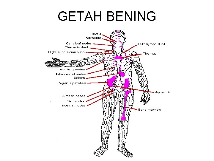 GETAH BENING 