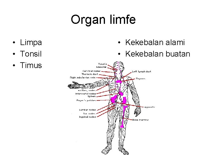 Organ limfe • Limpa • Tonsil • Timus • Kekebalan alami • Kekebalan buatan