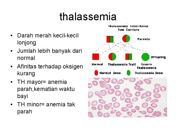 thalassemia • Darah merah kecil-kecil lonjong • Jumlah lebih banyak dari normal • Afinitas