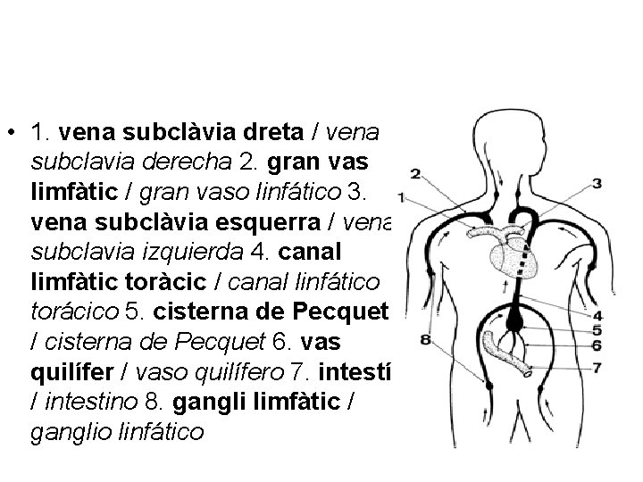  • 1. vena subclàvia dreta / vena subclavia derecha 2. gran vas limfàtic