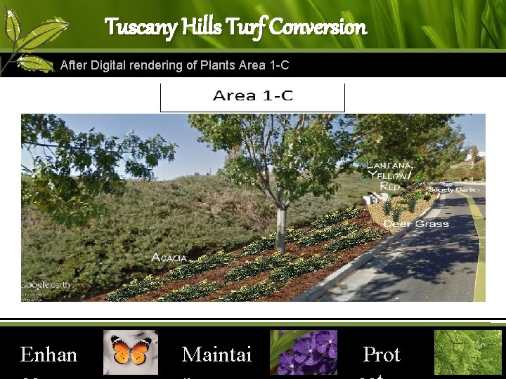 Tuscany Hills Turf Conversion After Digital rendering of Plants Area 1 -C Enhan Maintai