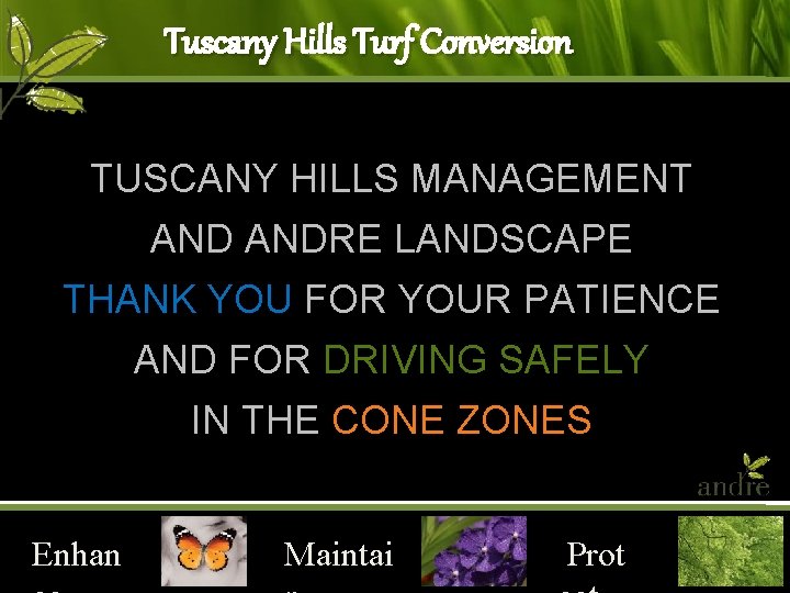 Tuscany Hills Turf Conversion TUSCANY HILLS MANAGEMENT ANDRE LANDSCAPE THANK YOU FOR YOUR PATIENCE