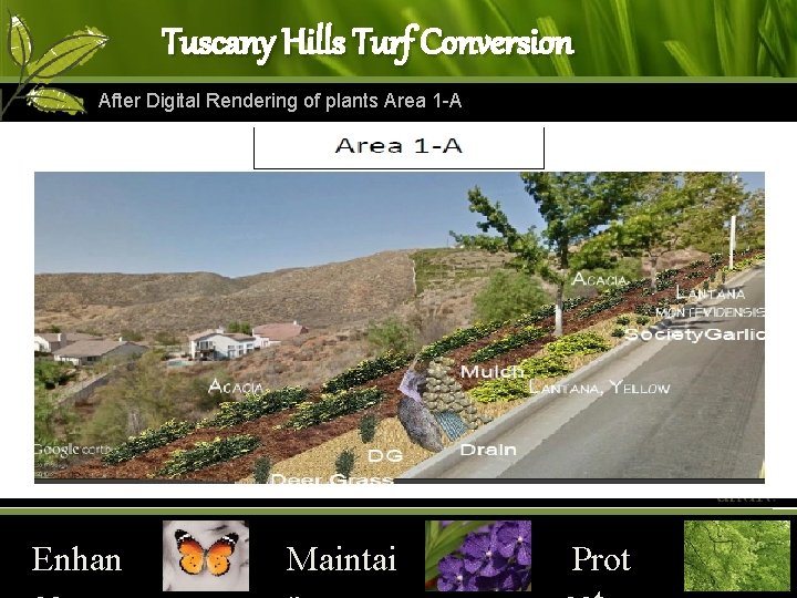 Tuscany Hills Turf Conversion After Digital Rendering of plants Area 1 -A Enhan Maintai