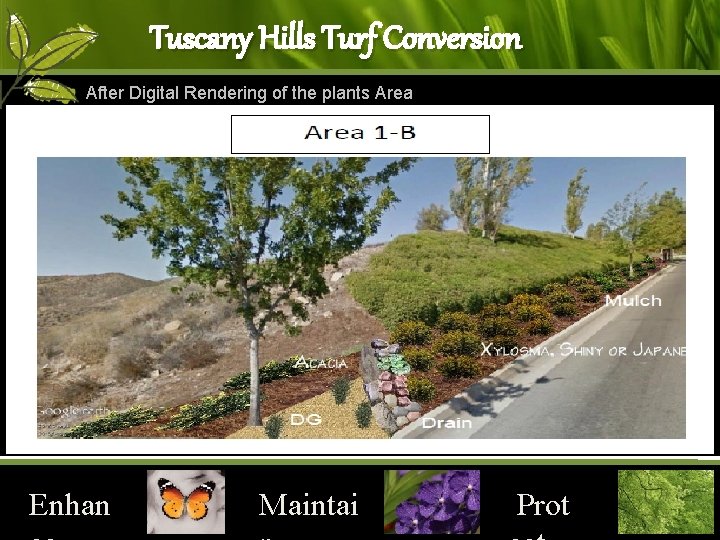 Tuscany Hills Turf Conversion After Digital Rendering of the plants Area 1 -B Enhan