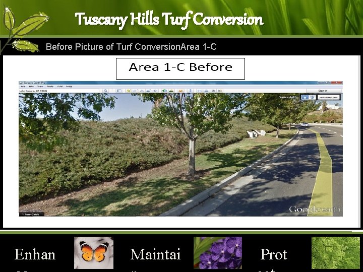 Tuscany Hills Turf Conversion Before Picture of Turf Conversion. Area 1 -C Enhan Maintai