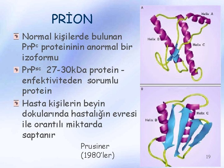 PRİON Normal kişilerde bulunan Pr. Pc proteininin anormal bir izoformu Pr. Psc 27 -30