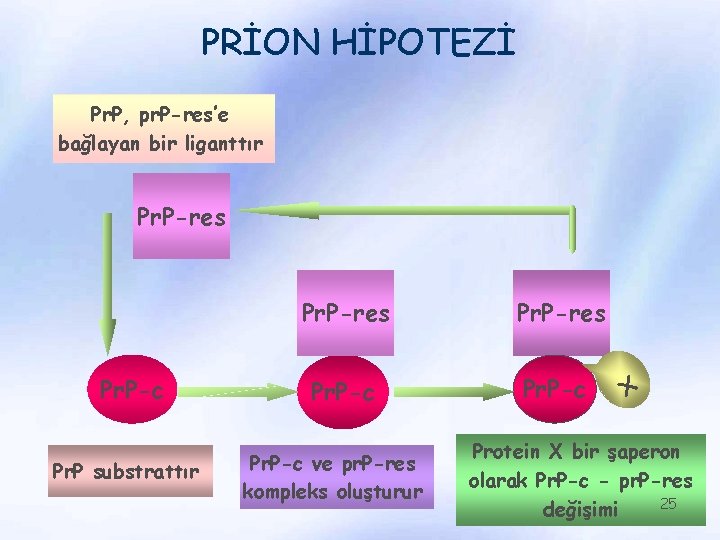 PRİON HİPOTEZİ Pr. P, pr. P-res’e bağlayan bir liganttır Pr. P-res Pr. P-c Pr.